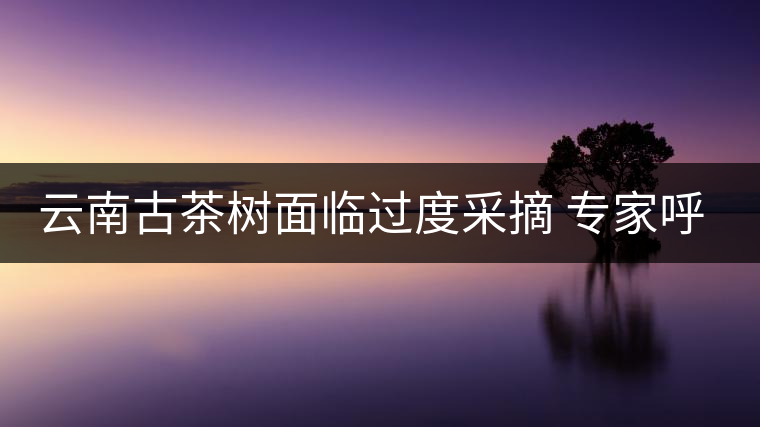 云南古茶樹面臨過度采摘 專家呼吁“減負”