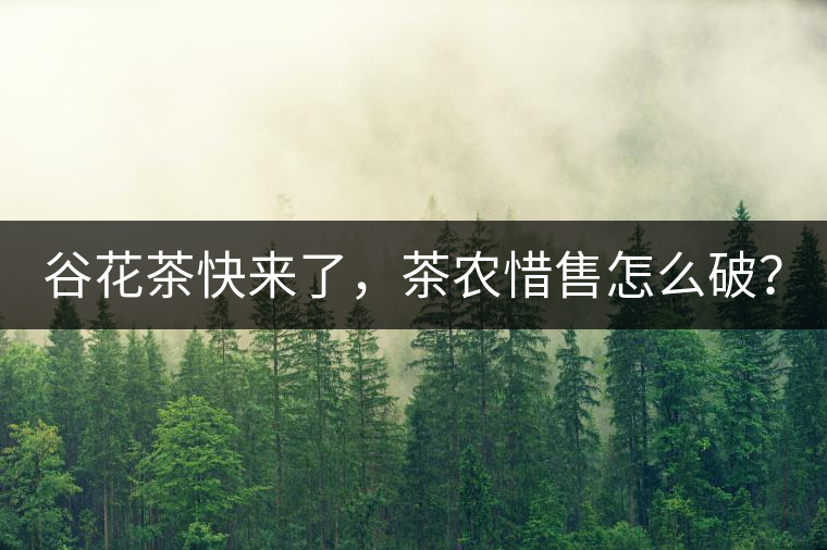 谷花茶快來了，茶農(nóng)惜售怎么破？