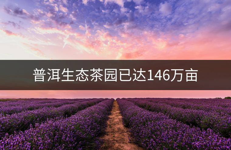 普洱生態(tài)茶園已達(dá)146萬畝