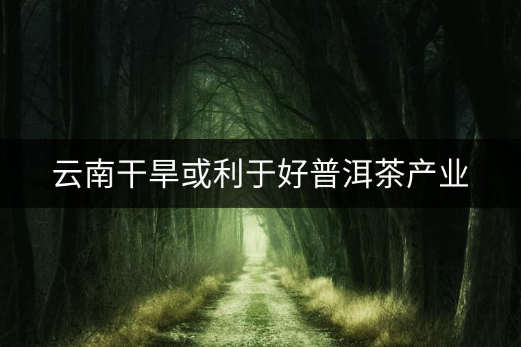 云南干旱或利于好普洱茶產業(yè) 云南干旱或利于好普洱茶產業(yè)