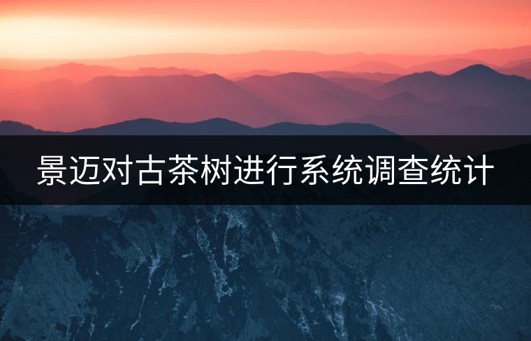 景邁對古茶樹進行系統(tǒng)調查統(tǒng)計