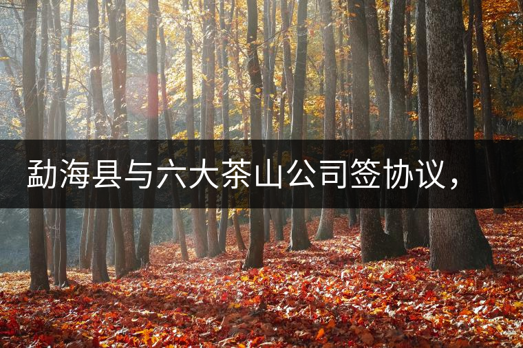 勐?？h與六大茶山公司簽協(xié)議，投資九億保護(hù)開發(fā)賀開古茶山資源