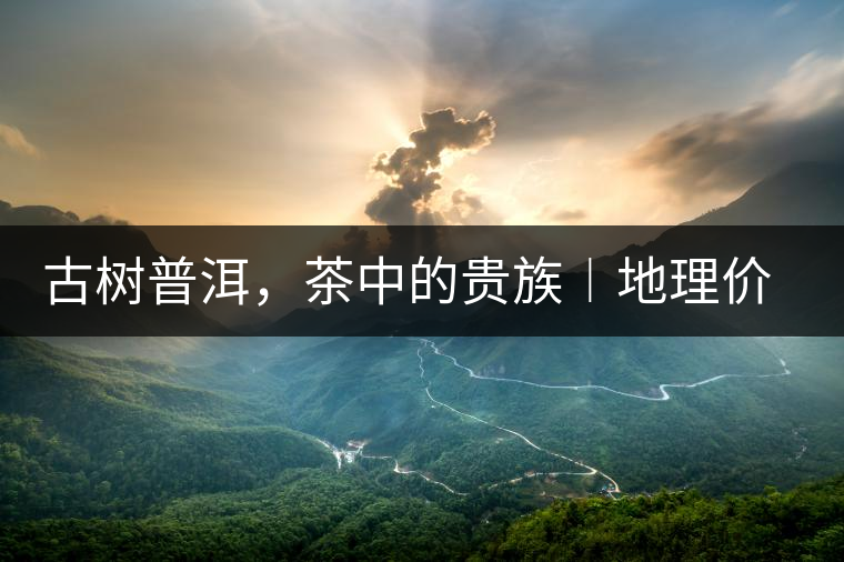 古樹普洱，茶中的貴族︱地理價(jià)值是普洱茶的最大資源優(yōu)勢