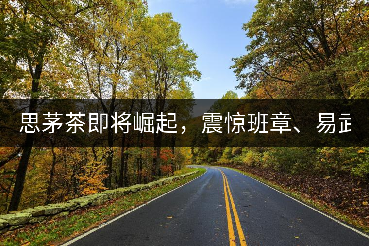 思茅茶即將崛起，震驚班章、易武！