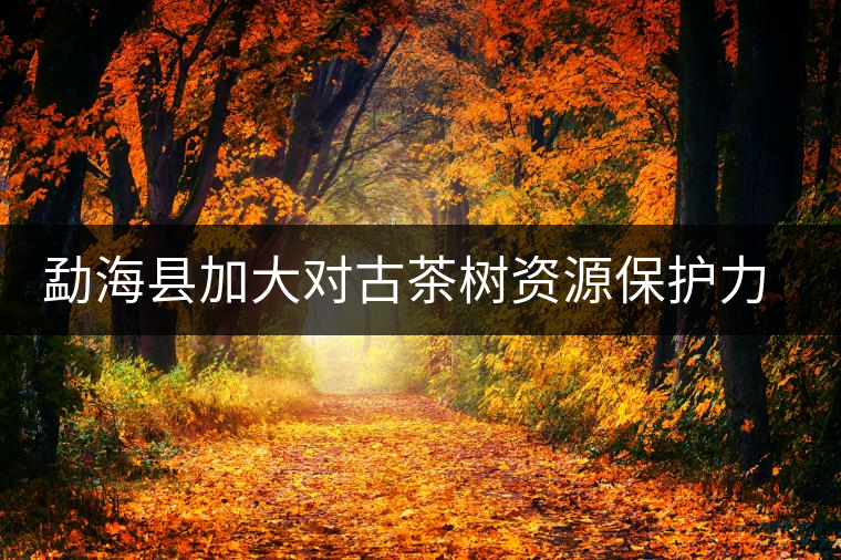 勐海縣加大對古茶樹資源保護(hù)力度 勐海縣加大對古茶樹資源保護(hù)力度