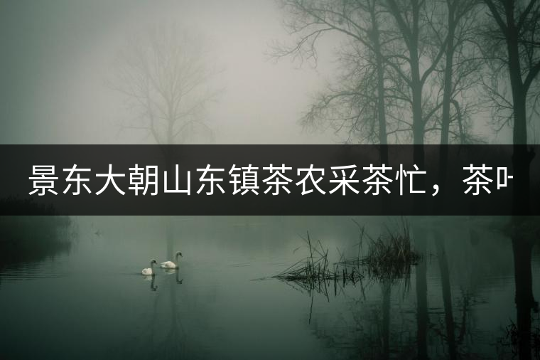 景東大朝山東鎮(zhèn)茶農(nóng)采茶忙，茶葉單項產(chǎn)值全年預(yù)計會超過3200萬元