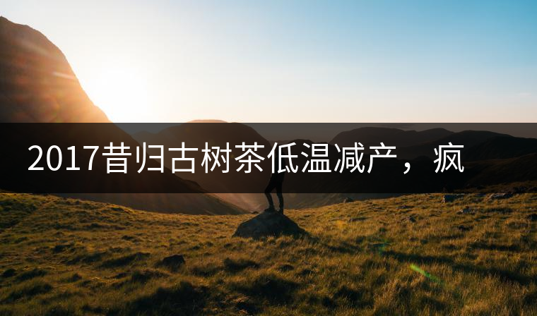 2017昔歸古樹茶低溫減產(chǎn)，瘋狂追逐價格大幅度上升
