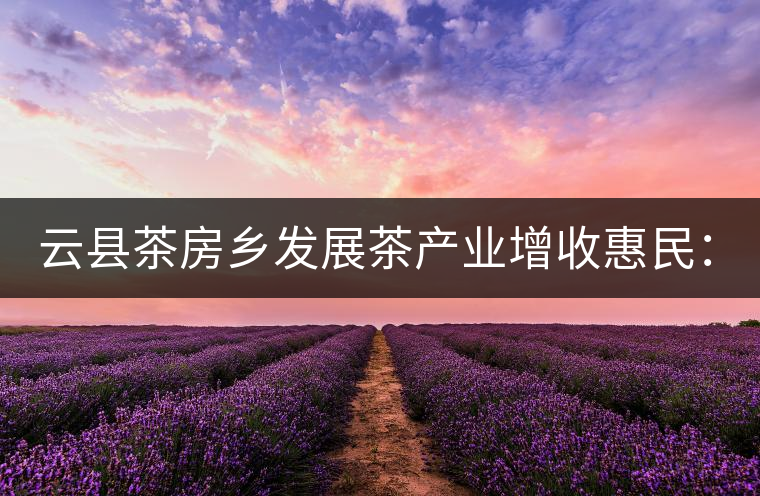 云縣茶房鄉(xiāng)發(fā)展茶產(chǎn)業(yè)增收惠民:2017春茶價(jià)格一路走高 云縣茶房鄉(xiāng)發(fā)展茶產(chǎn)業(yè)增收惠民:2017春茶價(jià)格一路走高