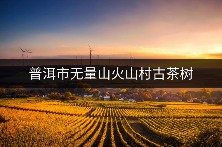 普洱市無(wú)量山火山村古茶樹(shù) 普洱市無(wú)量山火山村古茶樹(shù)