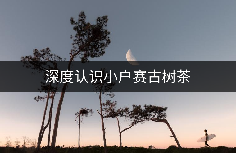 深度認識小戶賽古樹茶