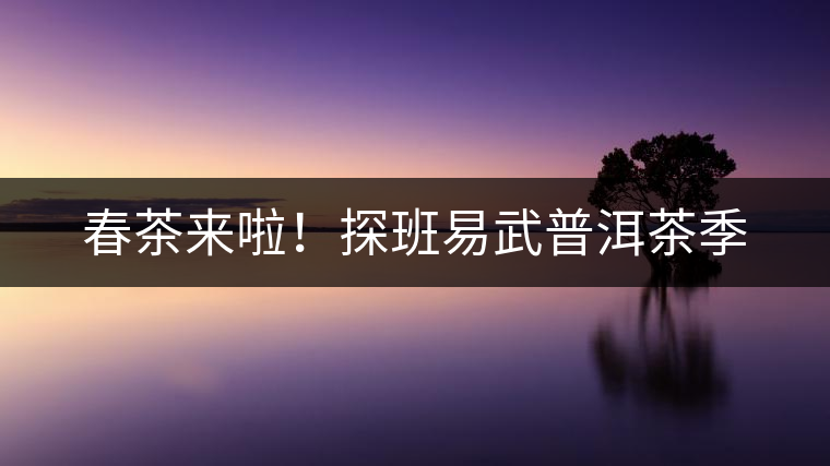 春茶來啦！探班易武普洱茶季
