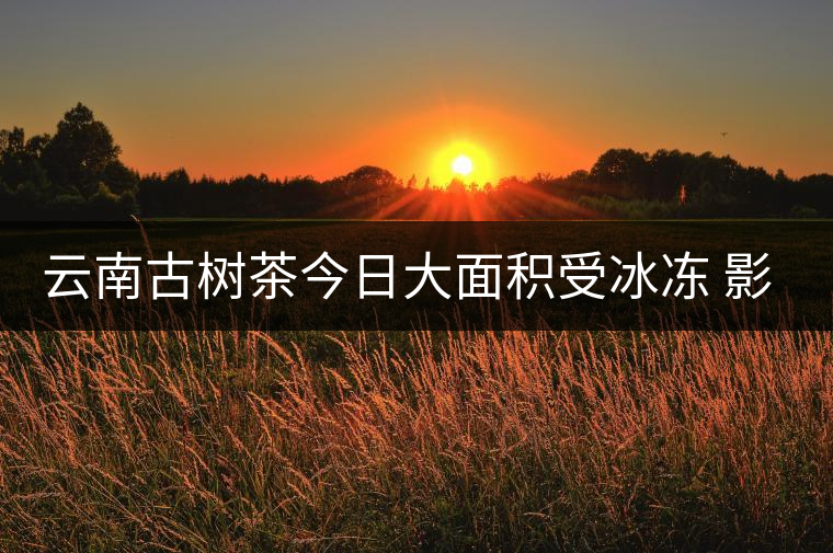 云南古樹茶今日大面積受冰凍 影響嚴(yán)重 云南古樹茶今日大面積受冰凍 影響嚴(yán)重