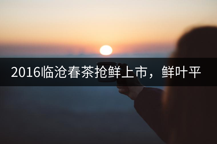 2016臨滄春茶搶鮮上市，鮮葉平均價同比去年減幅6.3%