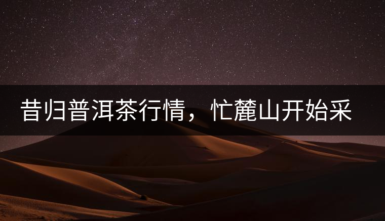 昔歸普洱茶行情，忙麓山開始采制春茶