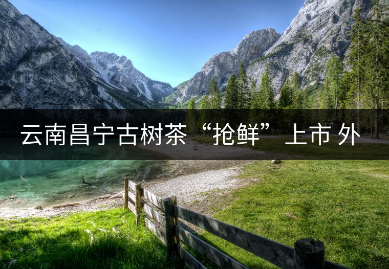 云南昌寧古樹茶“搶鮮”上市 外地茶商“聞香”而來 云南昌寧古樹茶“搶鮮”上市 外地茶商“聞香”而來