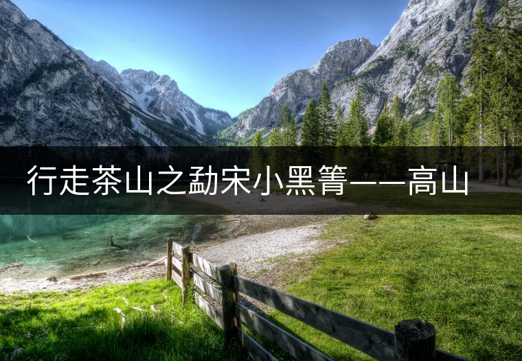 行走茶山之勐宋小黑箐——高山密林出古茶