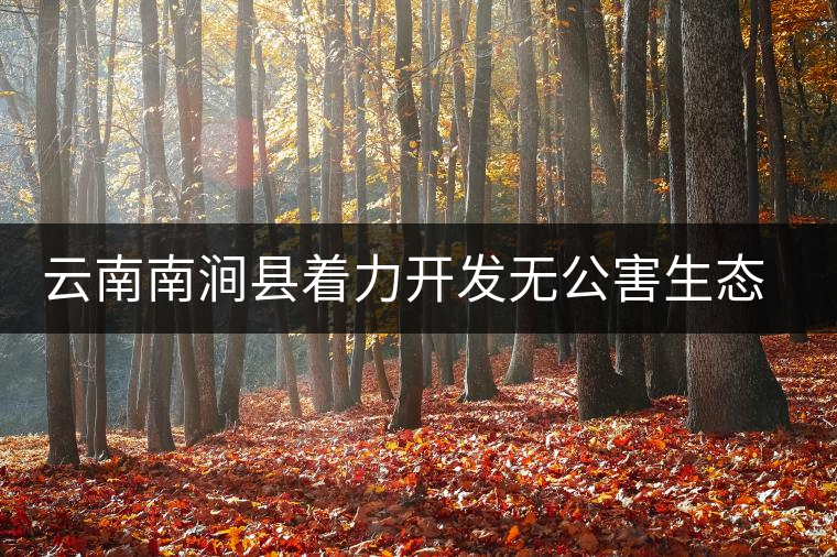 云南南澗縣著力開發(fā)無公害生態(tài)茶