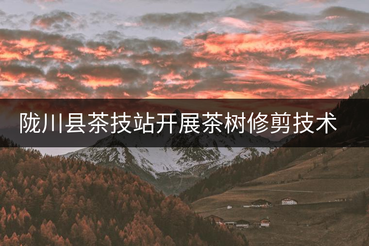 隴川縣茶技站開展茶樹修剪技術(shù)培訓(xùn)會(huì)