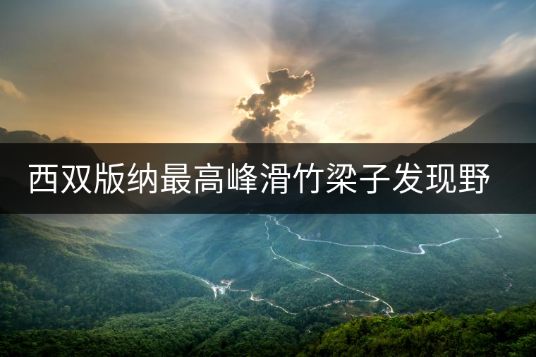 西雙版納最高峰滑竹梁子發(fā)現(xiàn)野生古茶樹群