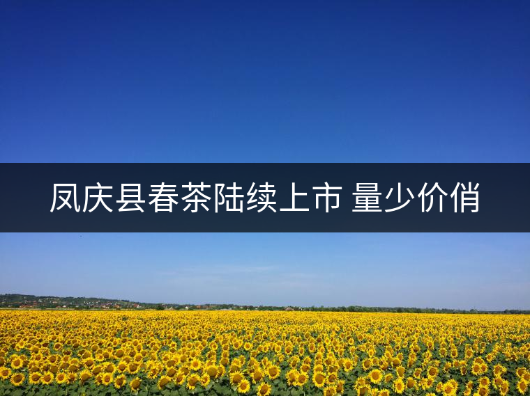鳳慶縣春茶陸續(xù)上市 量少價(jià)俏