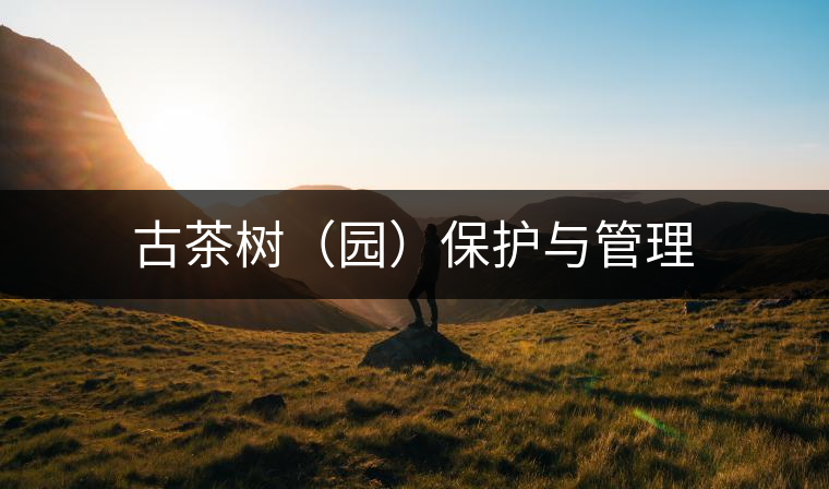 古茶樹（園）保護(hù)與管理