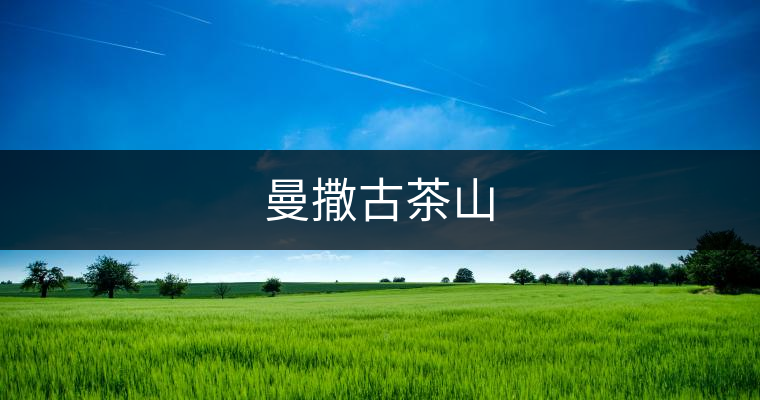 曼撒古茶山 曼撒古茶山