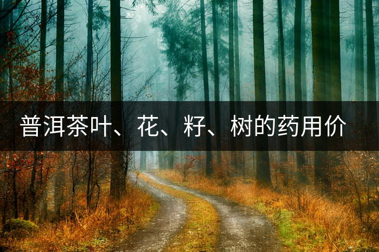 普洱茶葉、花、籽、樹(shù)的藥用價(jià)值
