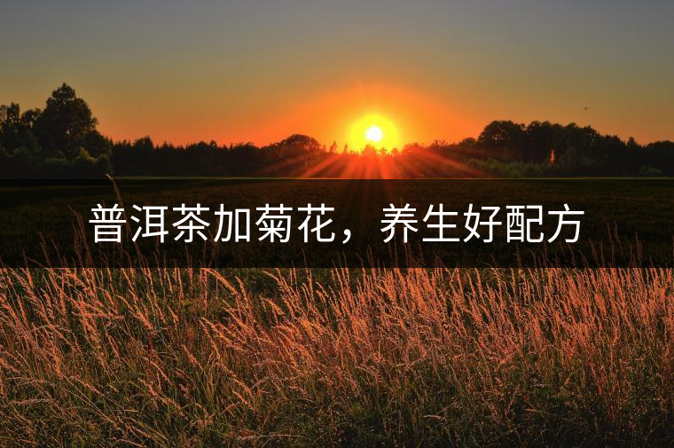 普洱茶加菊花，養(yǎng)生好配方