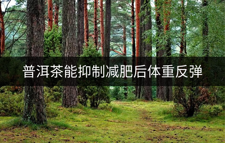 普洱茶能抑制減肥后體重反彈
