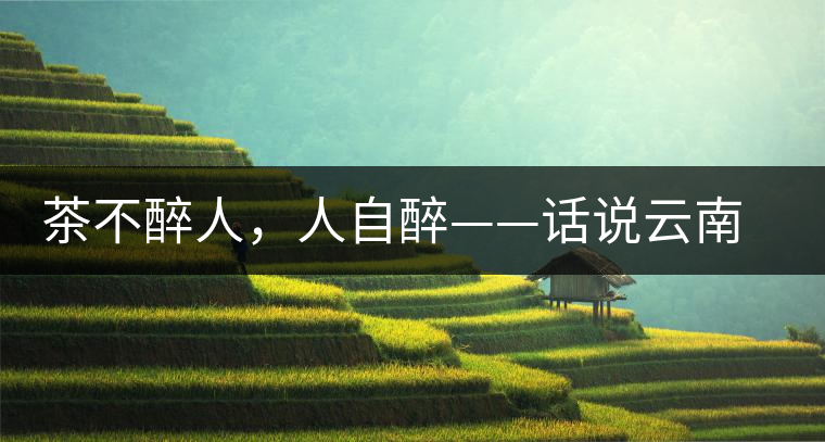 茶不醉人，人自醉——話說(shuō)云南冰島普洱茶