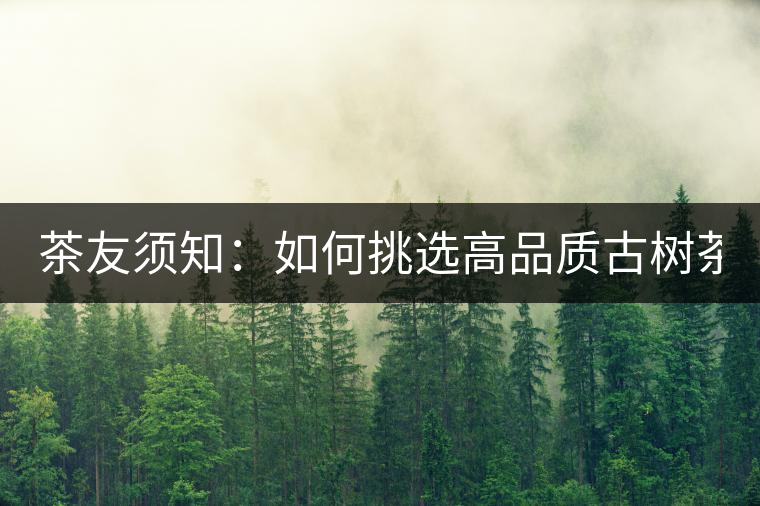 茶友須知：如何挑選高品質(zhì)古樹茶？
