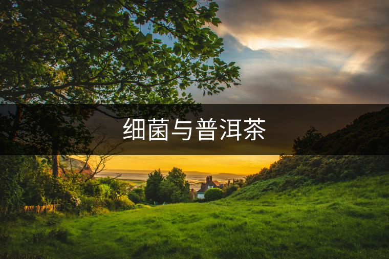 細菌與普洱茶