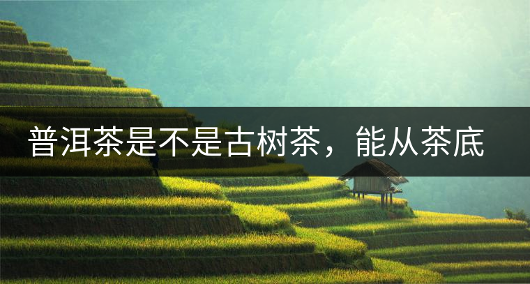 普洱茶是不是古樹茶，能從茶底判斷出來嗎？