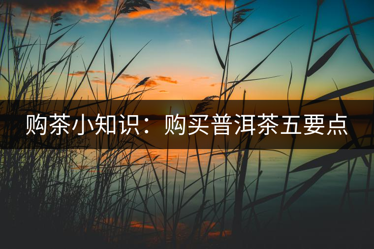 購茶小知識(shí)：購買普洱茶五要點(diǎn)