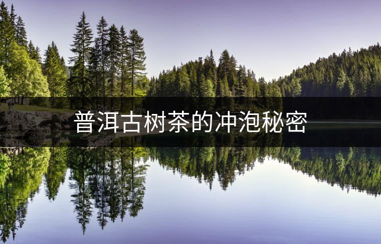 普洱古樹茶的沖泡秘密
