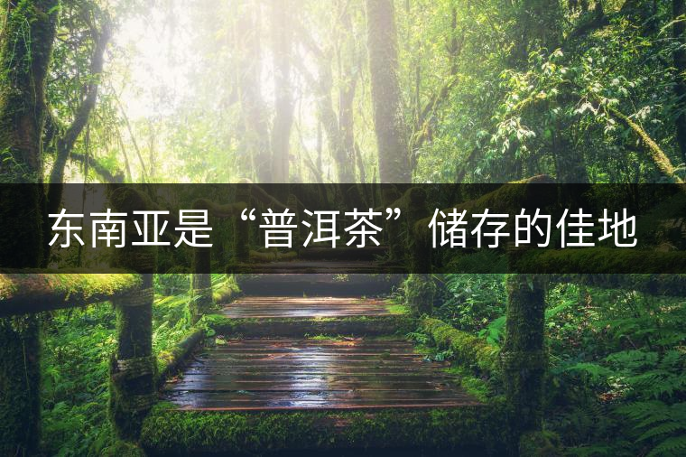 東南亞是“普洱茶”儲(chǔ)存的佳地