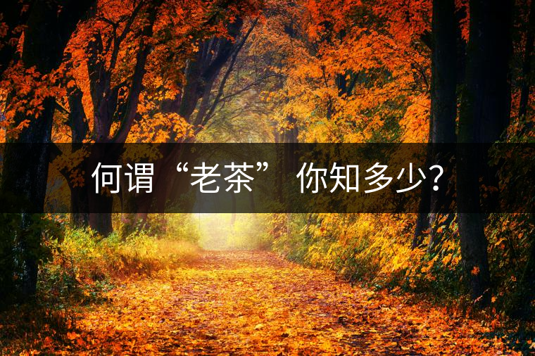 何謂“老茶” 你知多少？