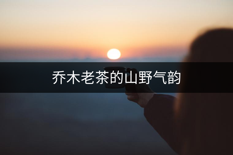 喬木老茶的山野氣韻