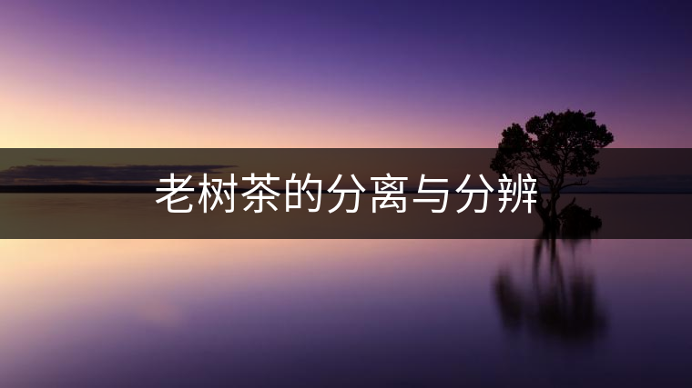 老樹(shù)茶的分離與分辨