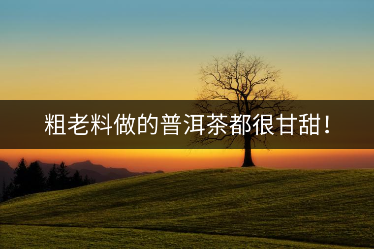 粗老料做的普洱茶都很甘甜！
