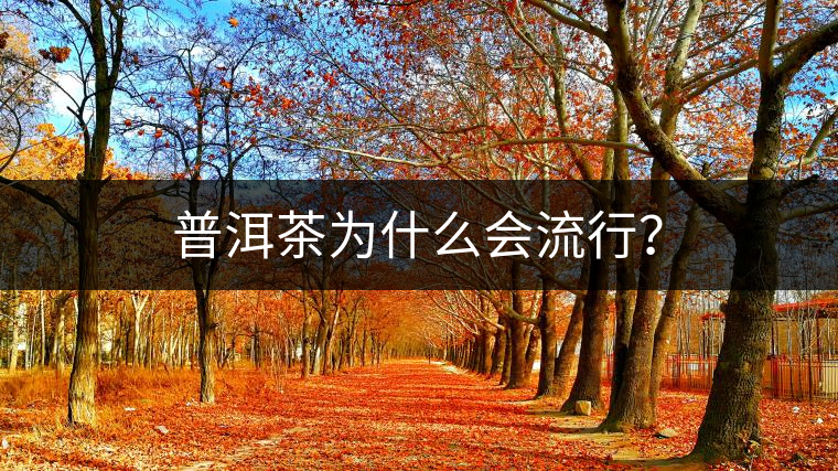 普洱茶為什么會流行？