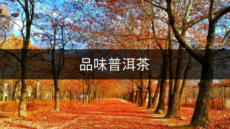 品味普洱茶