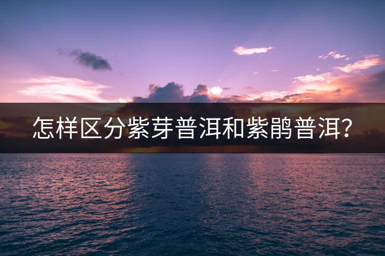 怎樣區(qū)分紫芽普洱和紫鵑普洱？