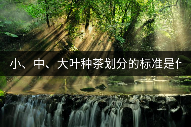 小、中、大葉種茶劃分的標(biāo)準(zhǔn)是什么？
