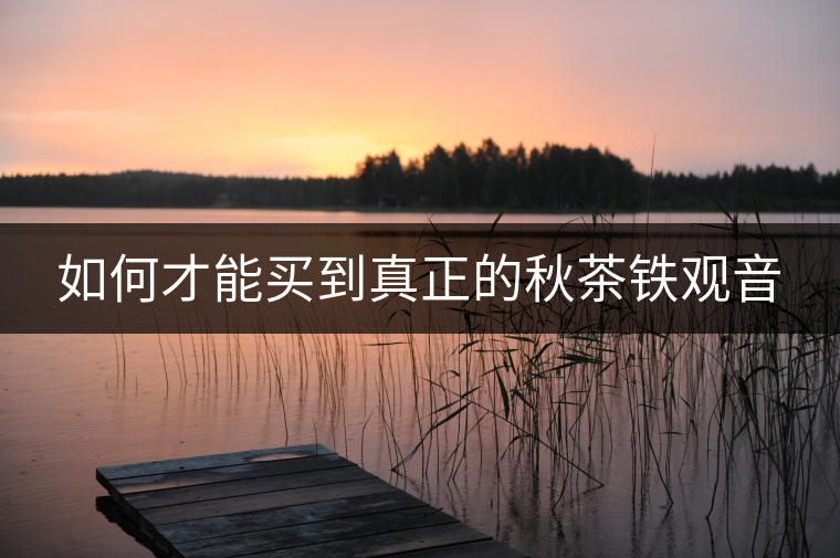 如何才能買到真正的秋茶鐵觀音