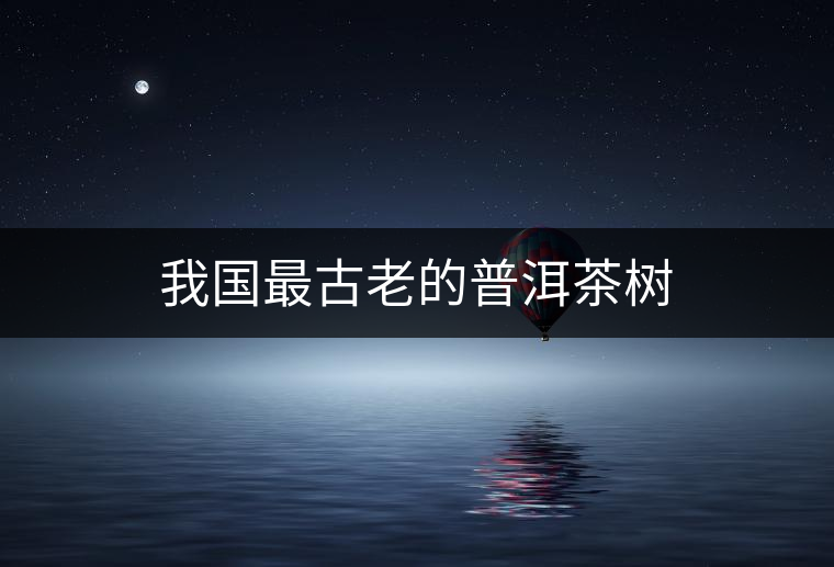 我國(guó)最古老的普洱茶樹(shù)