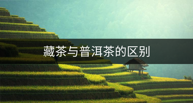 藏茶與普洱茶的區(qū)別