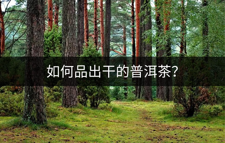 如何品出干的普洱茶？
