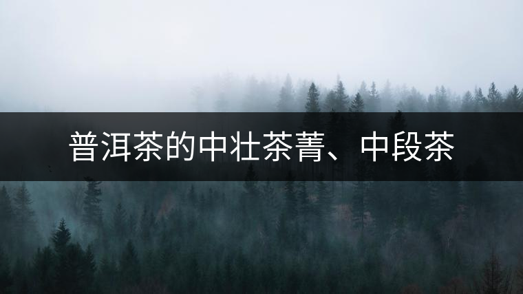 普洱茶的中壯茶菁、中段茶