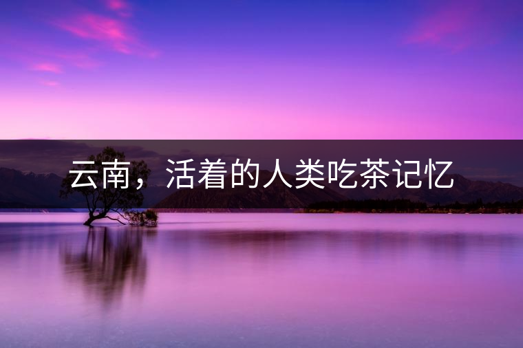 云南，活著的人類吃茶記憶